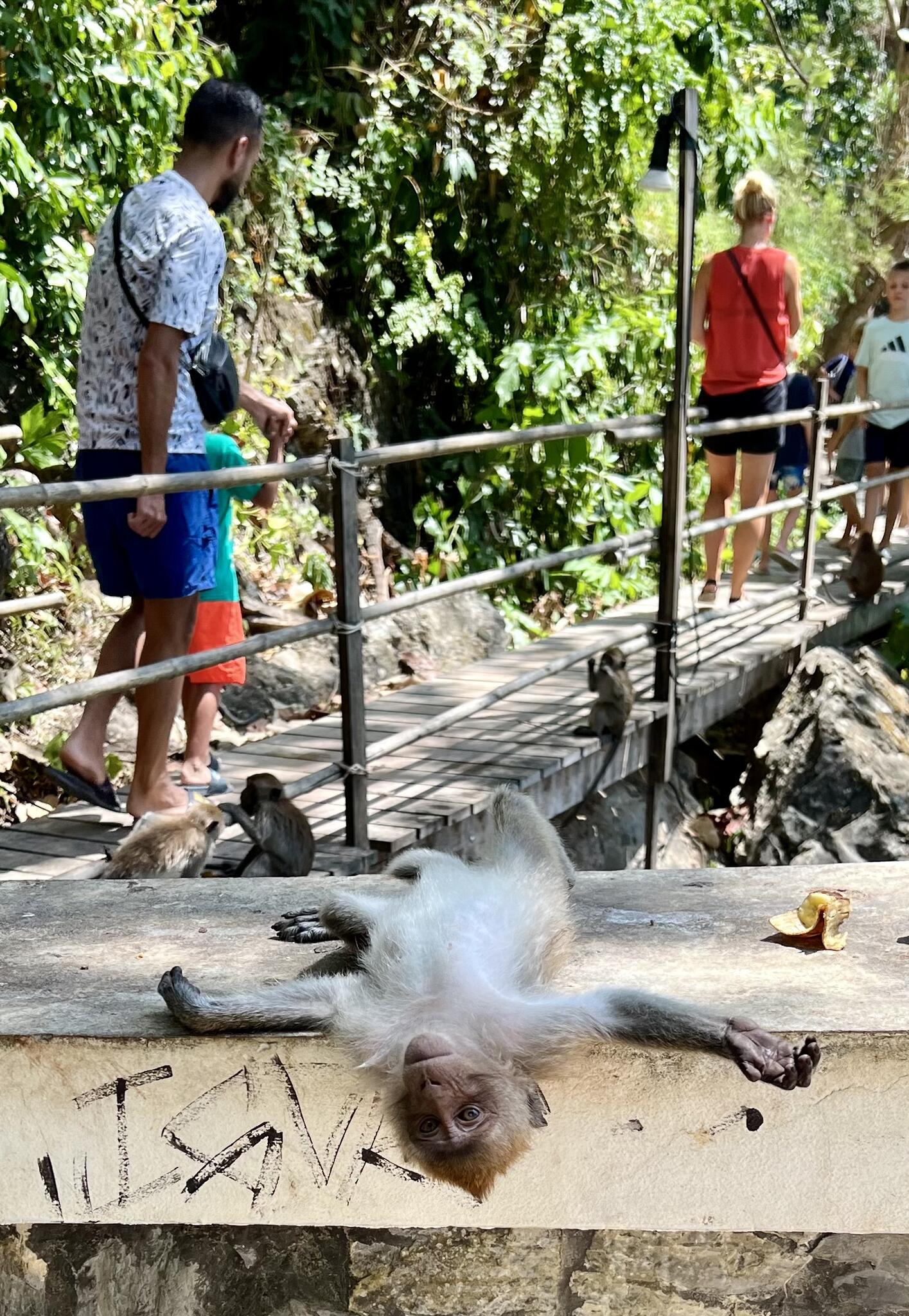 Le sentier des singes